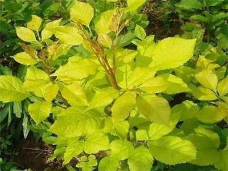 白蜡树的养护要点是什么「白蜡树的养护要点是什么呢」