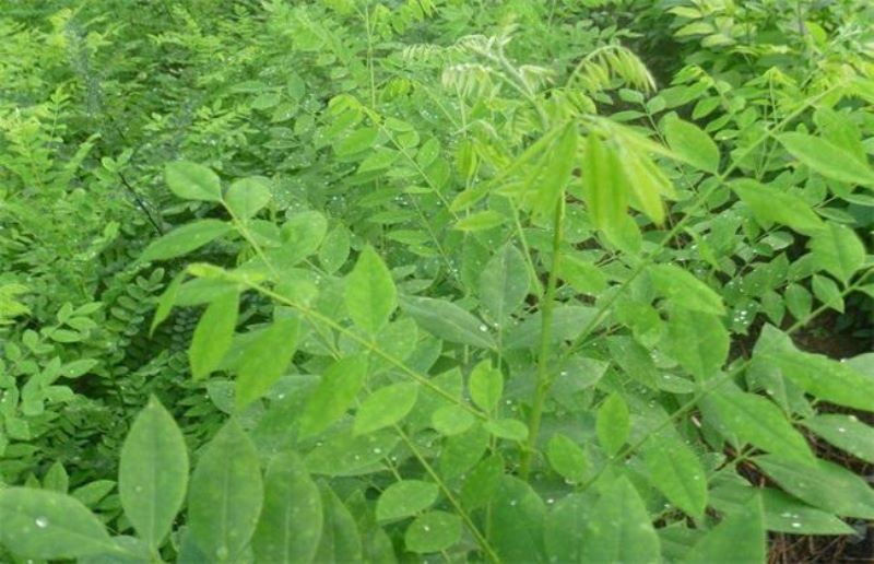 白蜡树的种植方法和技术「白蜡树的种植方法和技术视频」