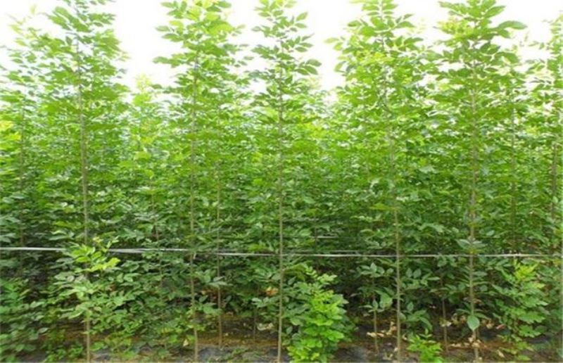 白蜡树的种植方法和技术「白蜡树的种植方法和技术视频」
