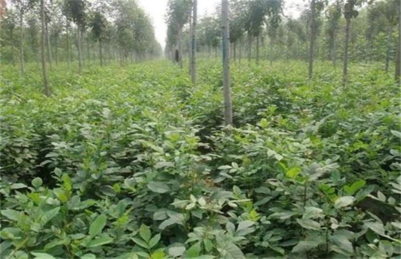 白蜡树的种植方法和技术「白蜡树的种植方法和技术视频」