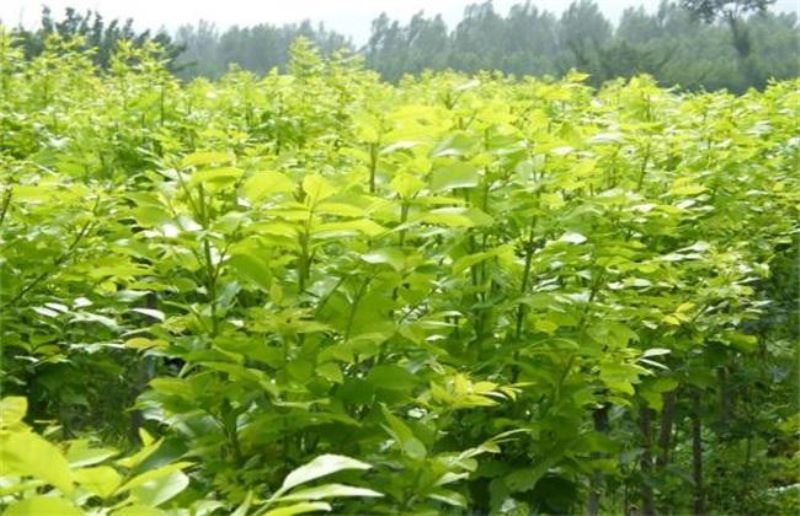 白蜡树的种植方法和技术「白蜡树的种植方法和技术视频」