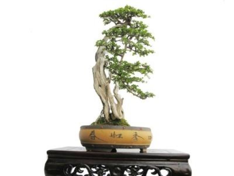 白蜡盆景怎么养「对节白蜡盆景怎么养」