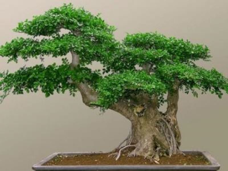 白蜡盆景怎么养「对节白蜡盆景怎么养」