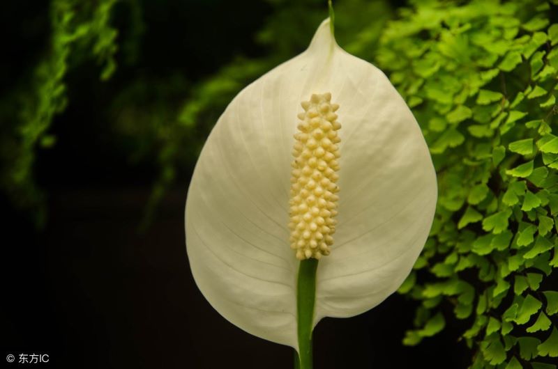 白鹤芋怎么浇水「白鹤芋怎么浇水最好」