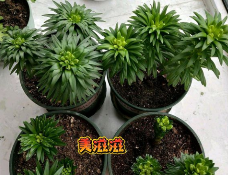 百合花什么时候栽种最好「百合花什么时候栽种最好山东地还」_1