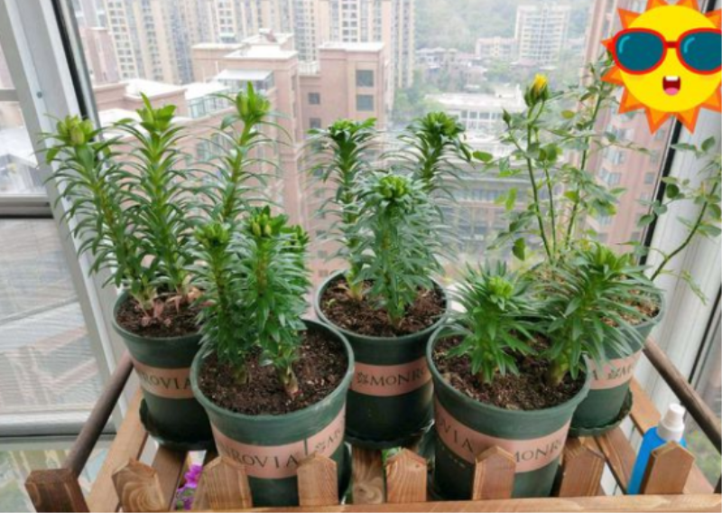 百合花什么时候栽种最好「百合花什么时候栽种最好山东地还」_1