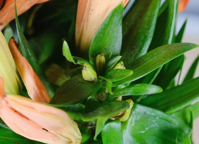 百合花种球怎么种「百合花种球怎么种植方法」