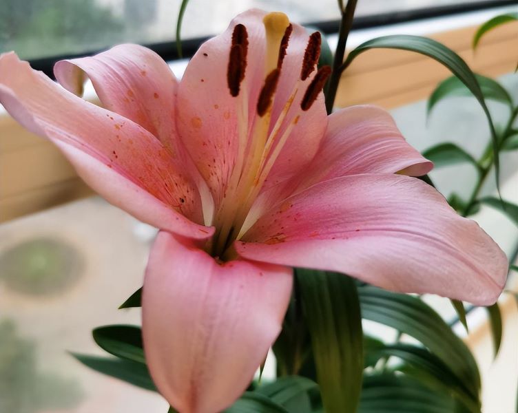百合花种球怎么种「百合花种球怎么种植方法」