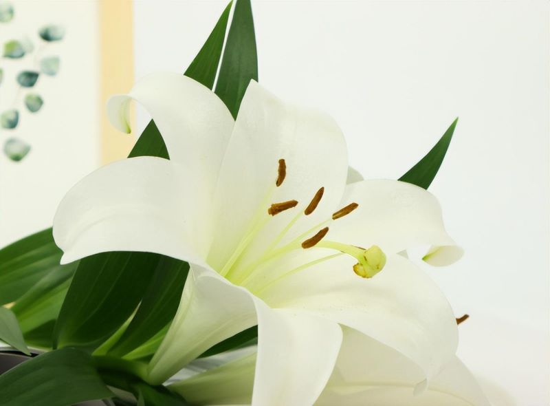 百合花种球怎么种「百合花种球怎么种植方法」