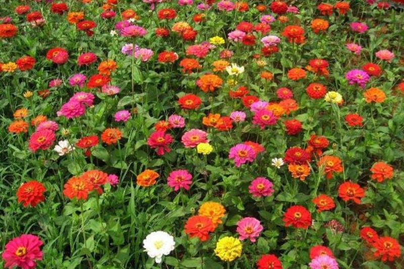 百日草怎么种植「百日草怎么种植方法」