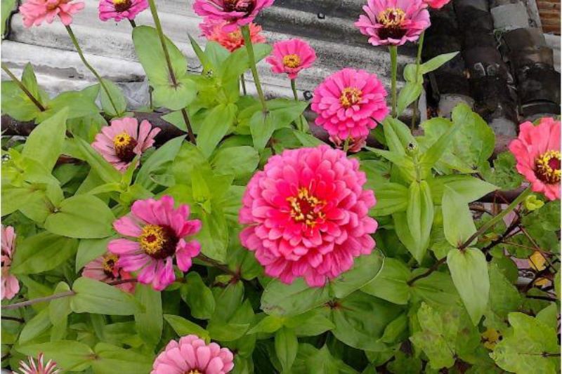 百日草怎么种植「百日草怎么种植方法」