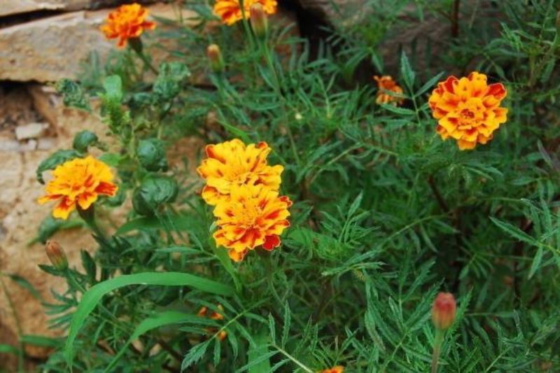 百日草怎么种植「百日草怎么种植方法」