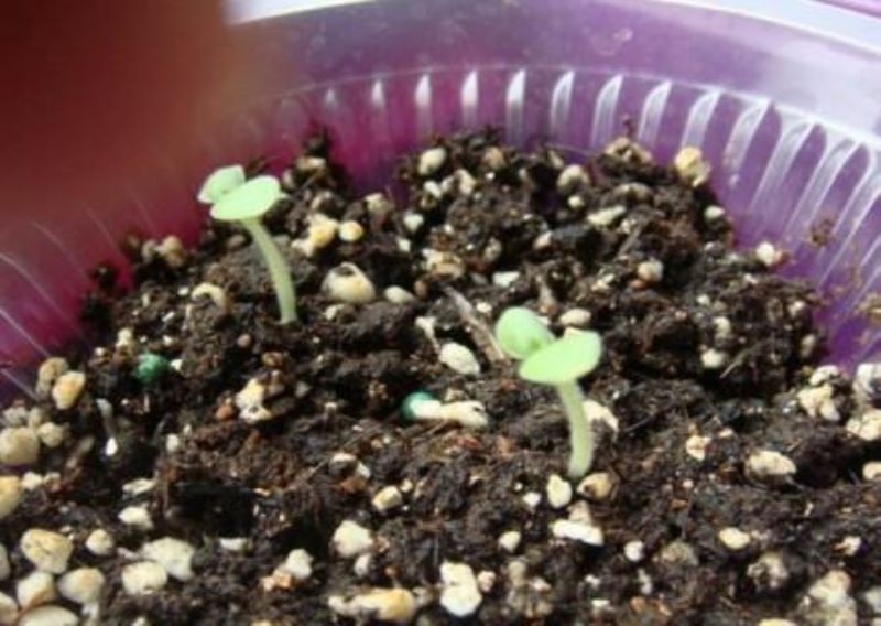 百日菊怎么种植「百日菊怎么种植盆栽」