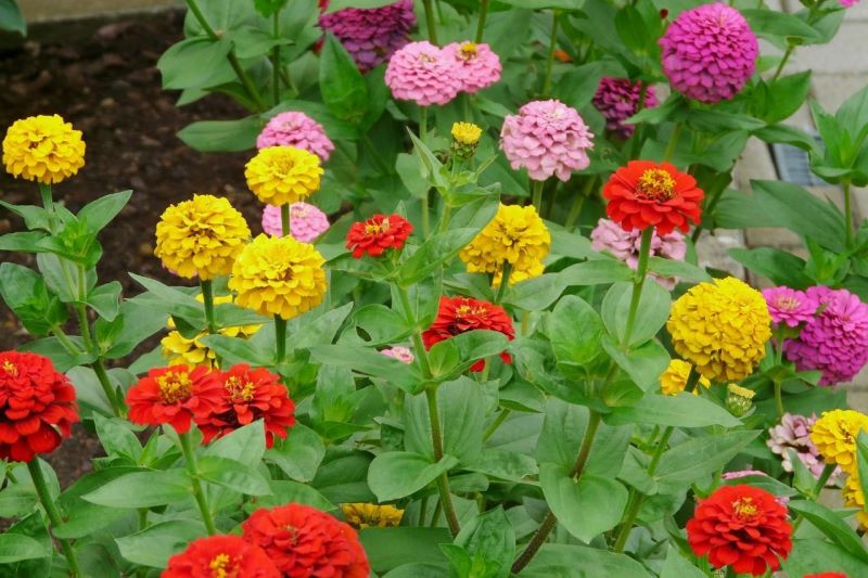 百日菊种子怎么种「百日菊的种植时间」
