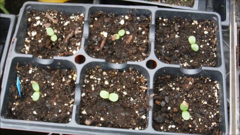 百日菊种子怎么种「百日菊的种植时间」