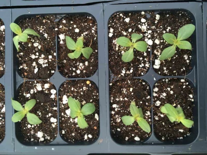 百日菊种子怎么种「百日菊的种植时间」