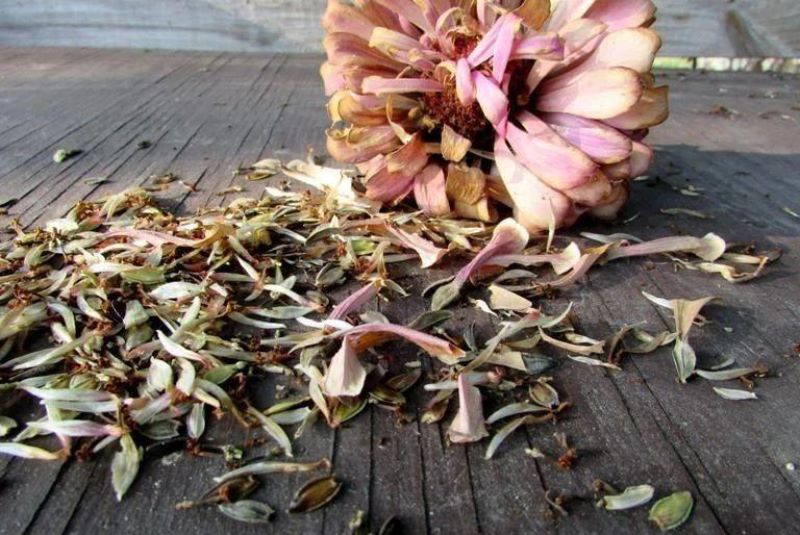 百日菊种子怎么种「百日菊的种植时间」
