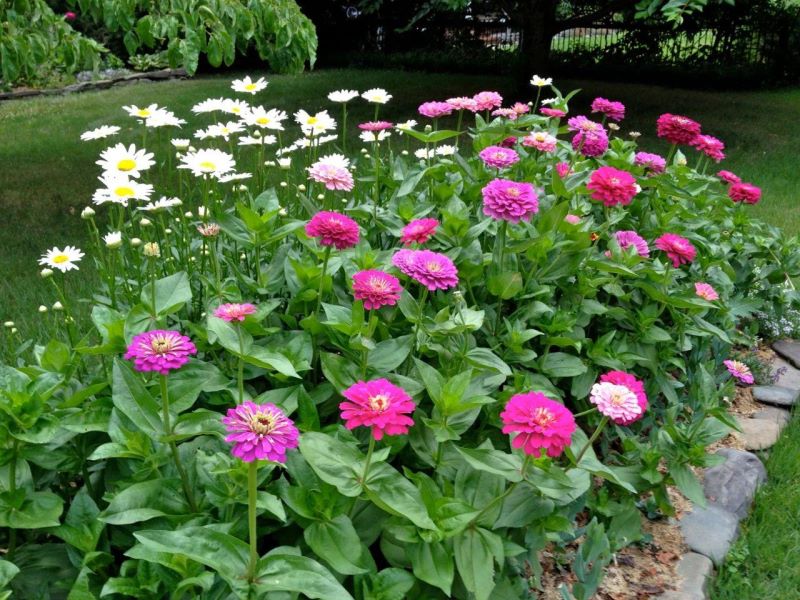 百日菊种子怎么种「百日菊的种植时间」