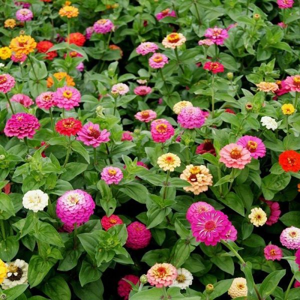 百日菊种子怎么种「百日菊的种植时间」
