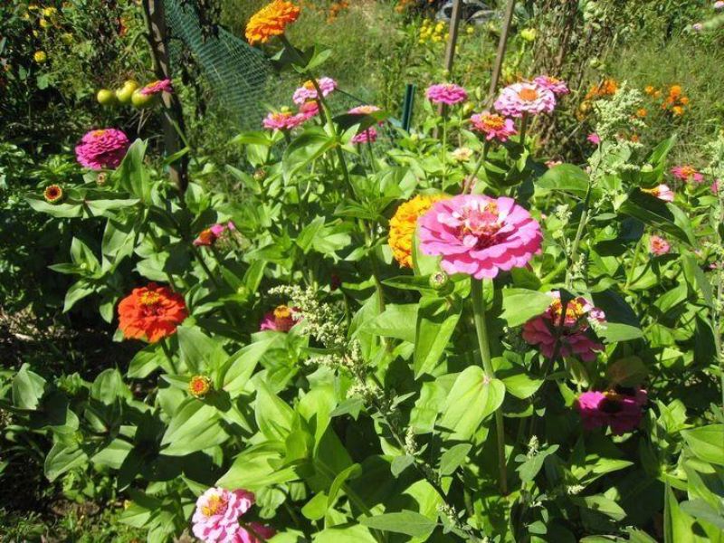 百日菊种子怎么种「百日菊的种植时间」