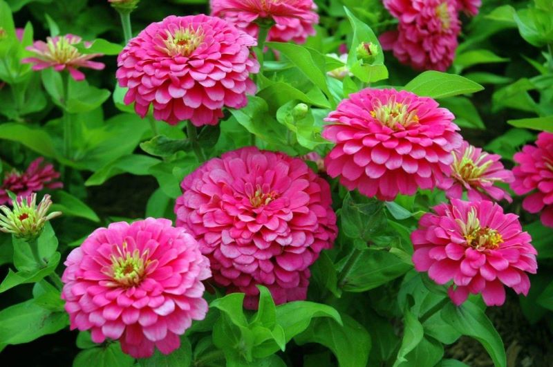 百日菊种子怎么种「百日菊的种植时间」
