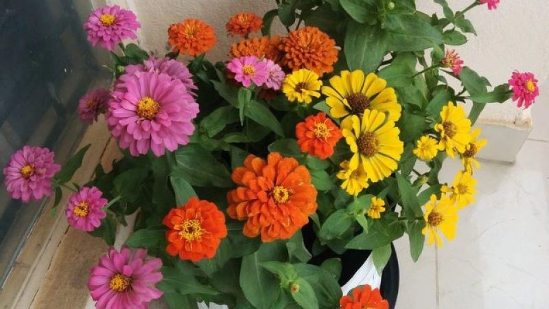 百日菊种子怎么种「百日菊的种植时间」
