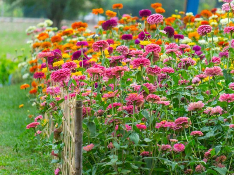 百日菊种子怎么种「百日菊的种植时间」