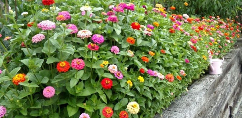 百日菊种子怎么种「百日菊的种植时间」