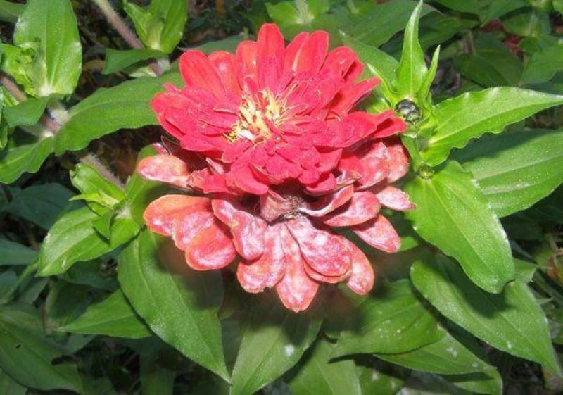 百日菊种子怎么种「百日菊的种植时间」