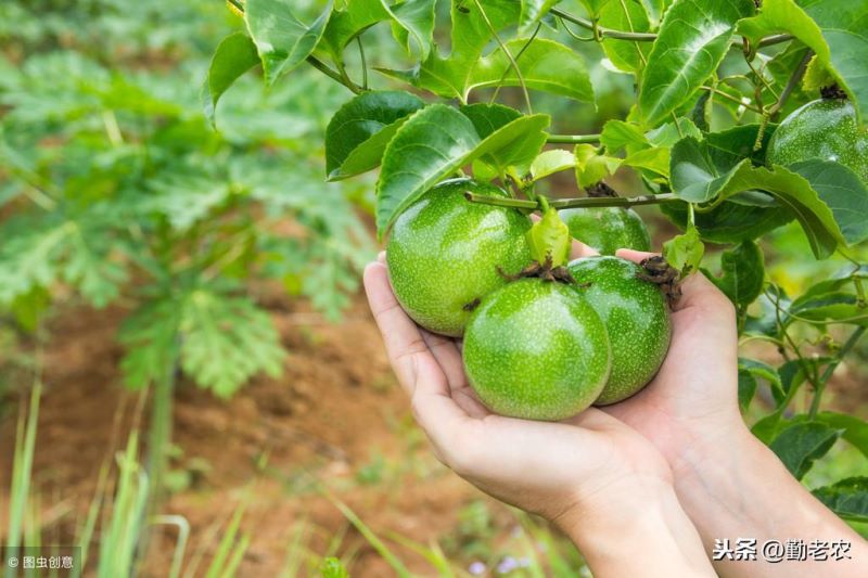 百香果怎么种植「百香果怎么种植视频」