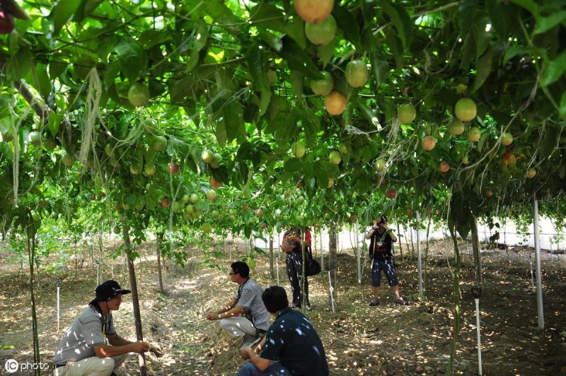 百香果怎么种植「百香果怎么种植视频」_1