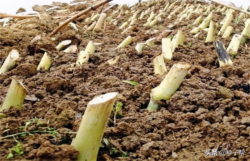 皇竹草怎么种植「皇竹草怎么种植的」