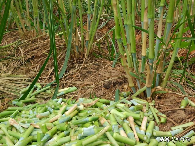 皇竹草怎么种植「皇竹草怎么种植的」