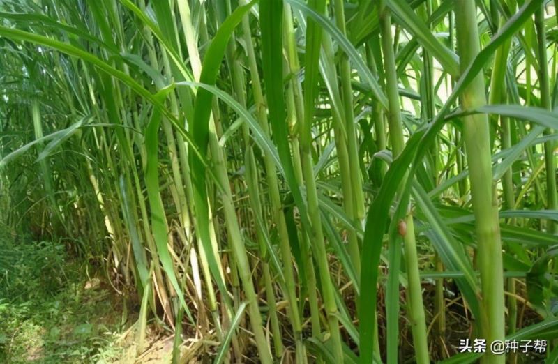 皇竹草怎么种植「皇竹草怎么种植的」