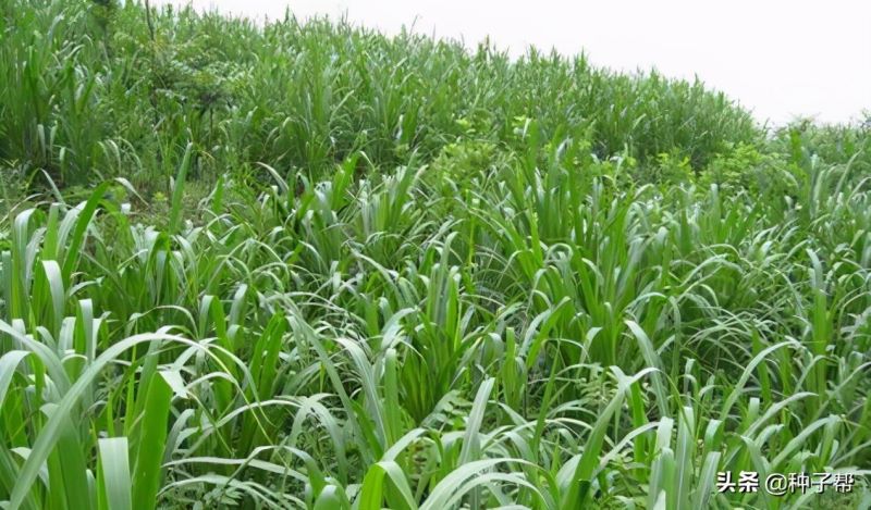 皇竹草怎么种植「皇竹草怎么种植的」