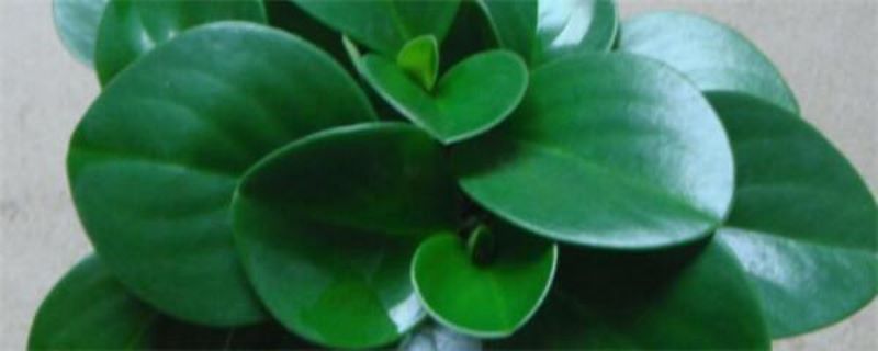 碧玉绿植怎么养「碧玉绿植怎么养护」