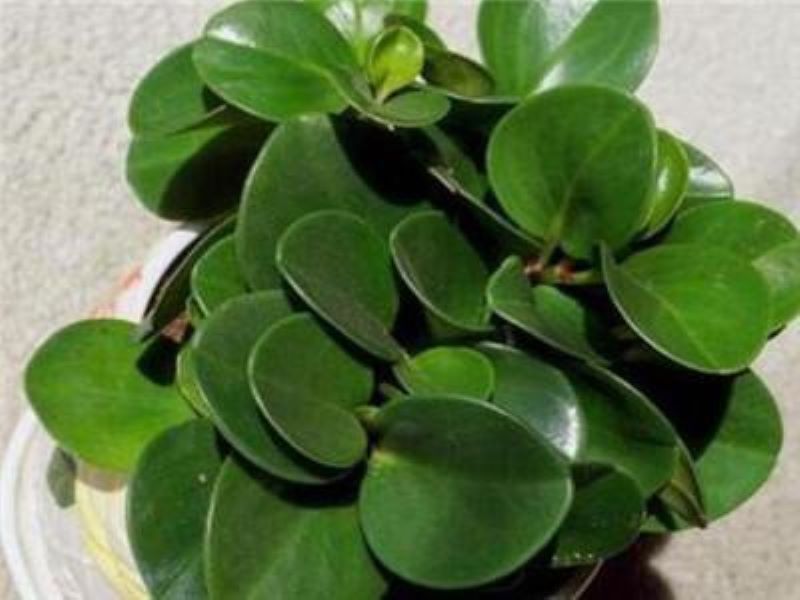碧玉绿植怎么养「碧玉绿植怎么养护」