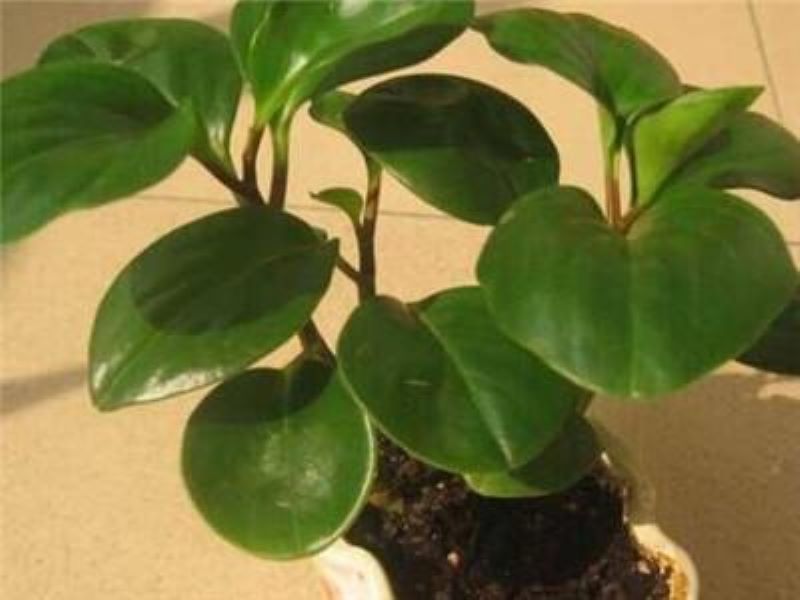 碧玉绿植怎么养「碧玉绿植怎么养护」