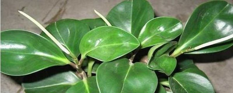 碧玉花怎么养才能更旺盛「碧玉花怎么养才能更旺盛一些」