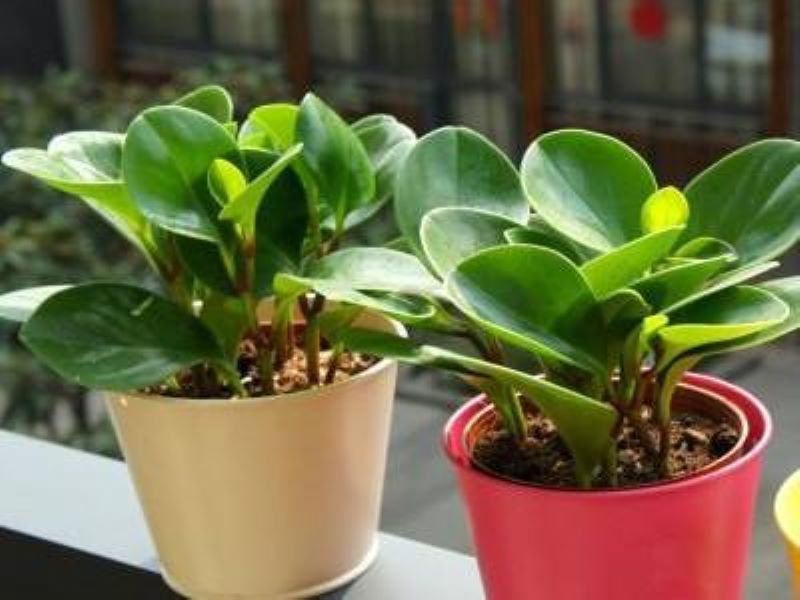 碧玉花怎么养才能更旺盛「碧玉花怎么养才能更旺盛一些」