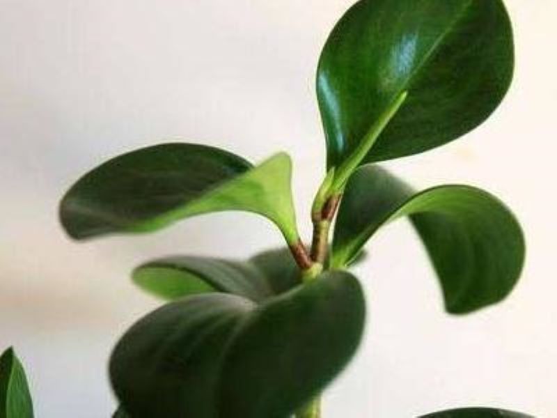 碧玉花怎么养才能更旺盛「碧玉花怎么养才能更旺盛一些」