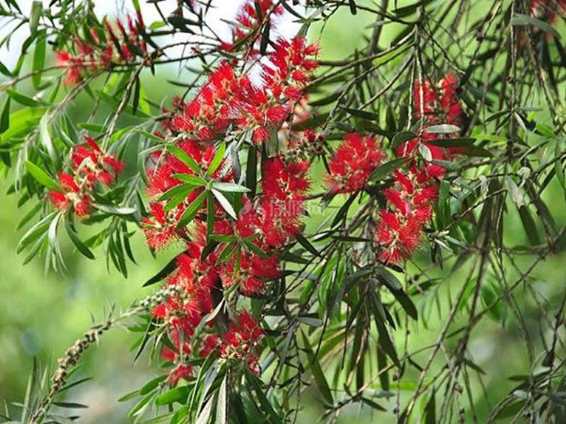 红千层怎么播种「红千层播种到开花须多少年」