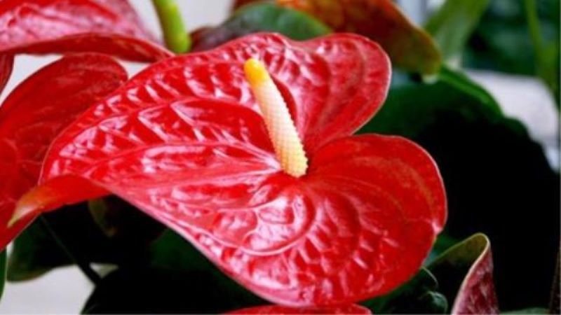 红掌如何繁殖「红掌如何繁殖详细」