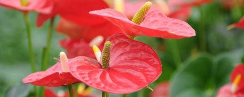 红掌怎么种植「红掌怎么种植盆栽」