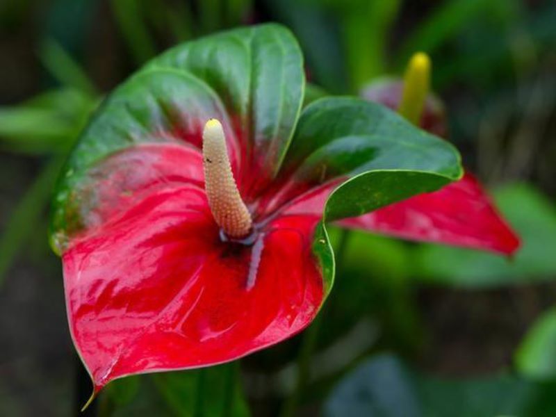 红掌怎么种植「红掌怎么种植盆栽」