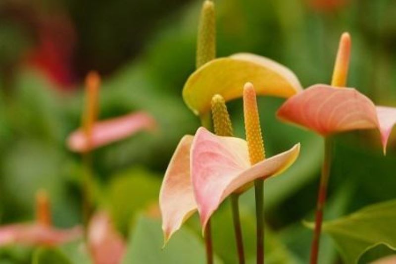 红掌花怎么养护「红掌花怎么养护和浇水」