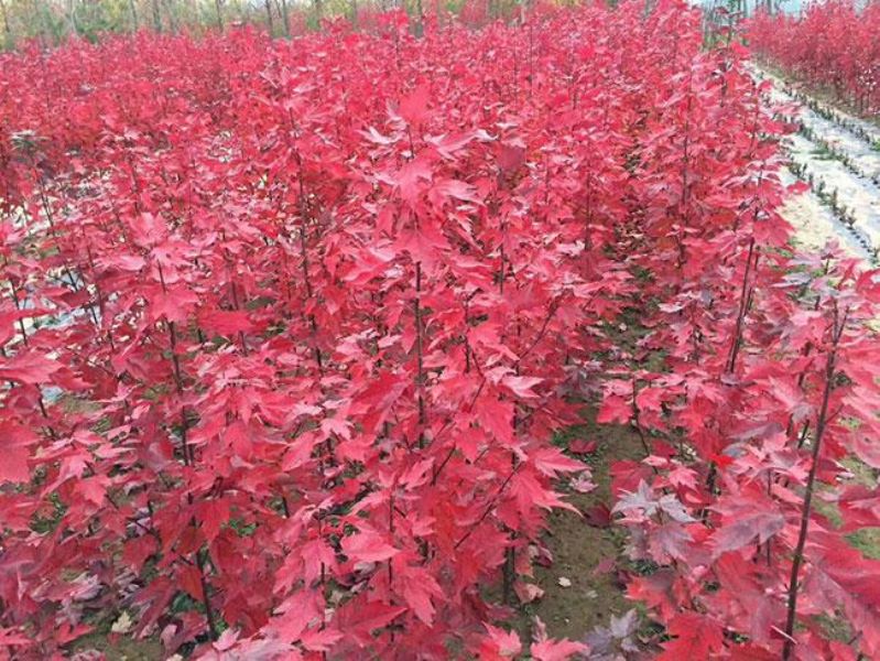 红枫树种子怎么种植「红枫树种子种植方法」