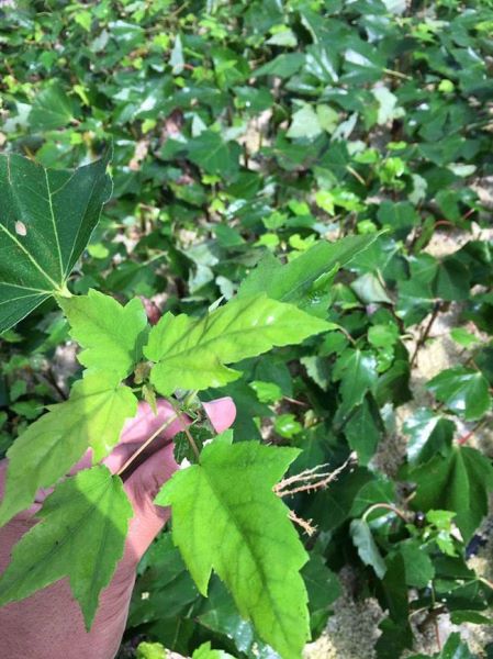 红枫树种子怎么种植「红枫树种子种植方法」
