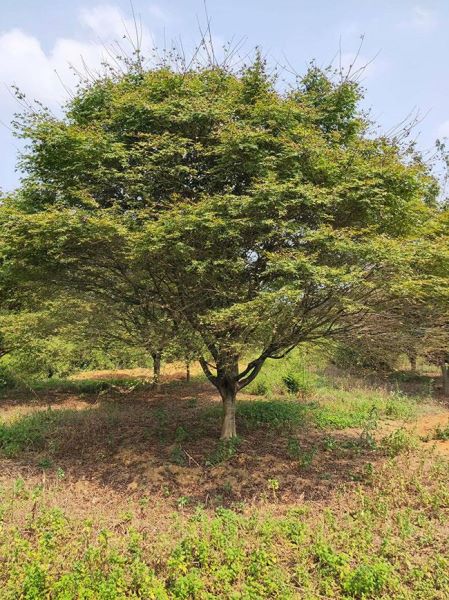 红枫树种子怎么种植「红枫树种子种植方法」