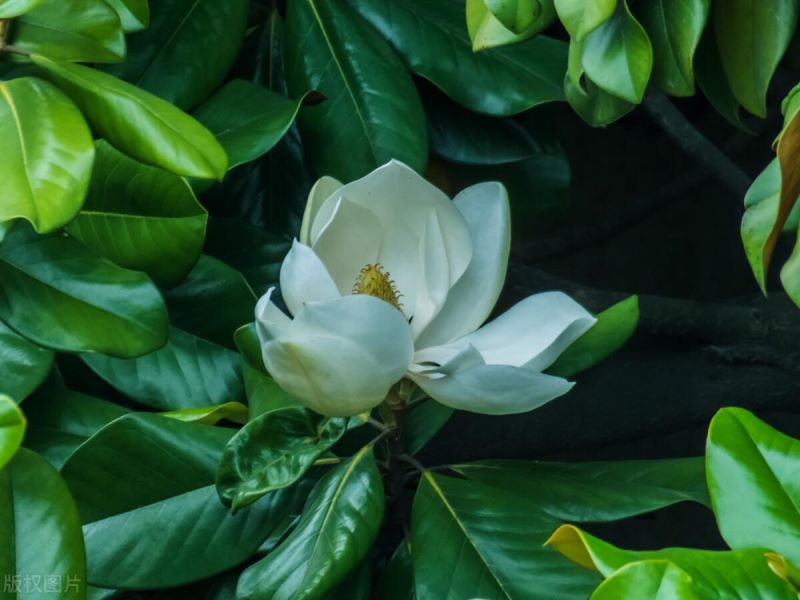 红玉兰什么时候开花「红玉兰什么时候开花结果」